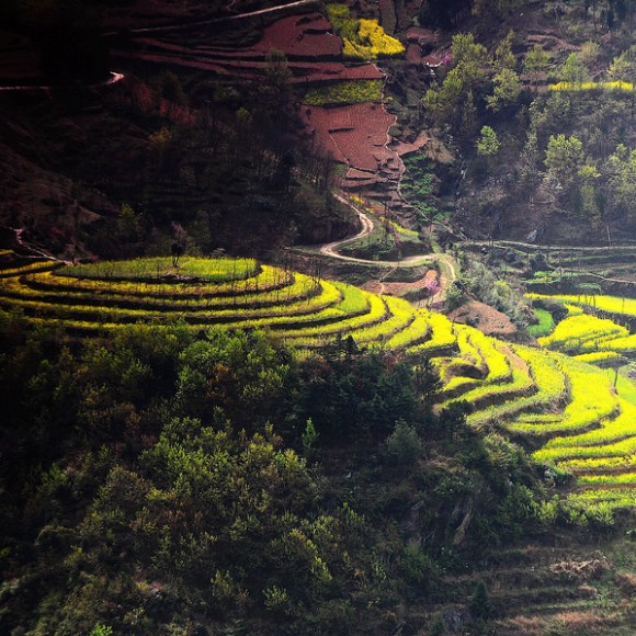 醉美汉阴油菜花-漩涡镇梯田