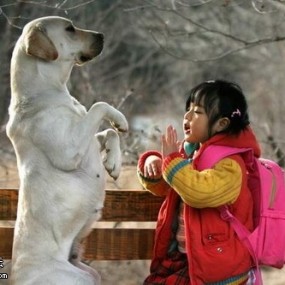 我家的狗狗是老大！