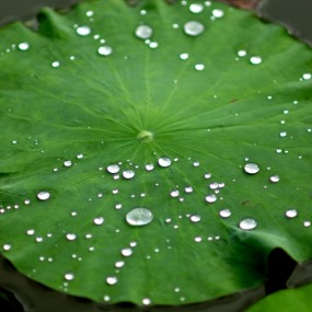 荷花，荷叶，韵不同