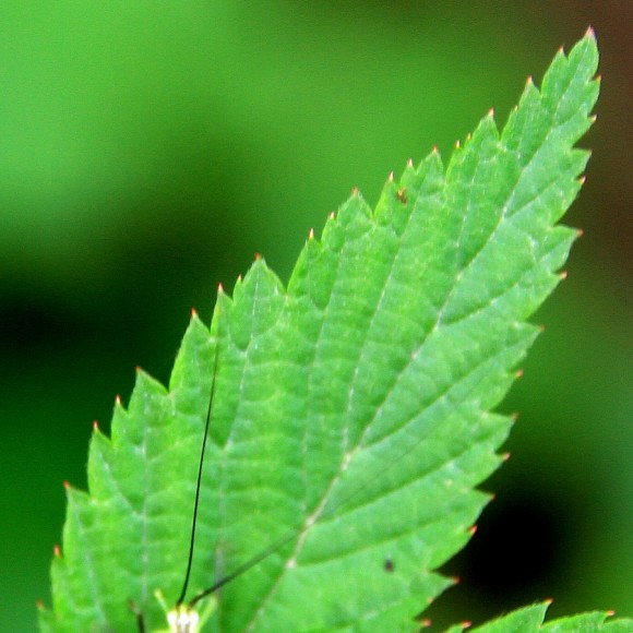 可惜没有微距镜头，秦岭山中的小花和小动物