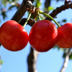 一树樱桃带雨红