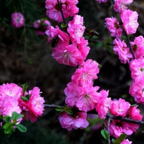 千姿百态   繁花似锦
