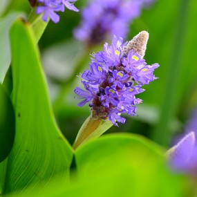 永阳公园花草习拍。2012.5.31万像更新