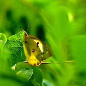 谁说我没眼神光