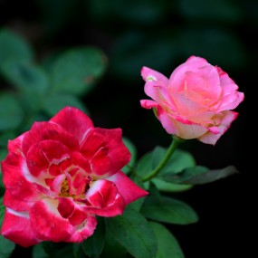 70-300端摄花草——『 花 漾 』