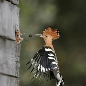 恰逢其时的照片