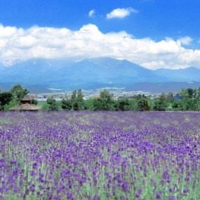夏天，北海道の薰衣草开了