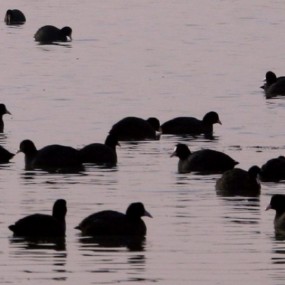 成千上万野鸭在大荔盐池洼湿地满天飞