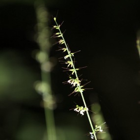 在柞水山里拍的几个植物