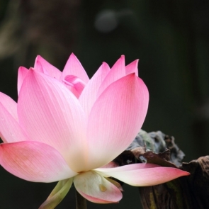 荷花有情_航海王基德