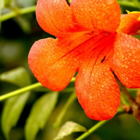 秀外慧中美于型----凌霄花