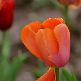 植物园--郁金香