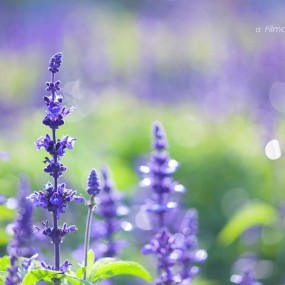 阳光下的熏衣草