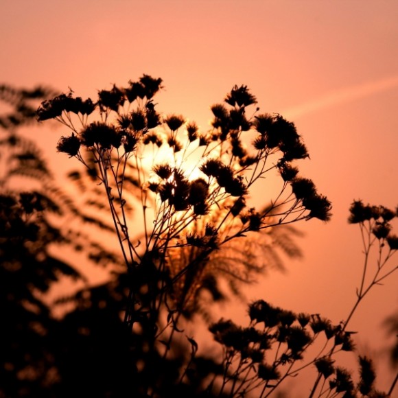 杜陵原上的秋色