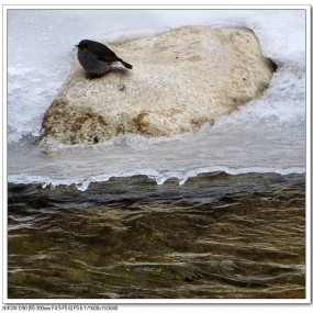 冰河上的小小小鸟