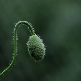 含苞待放之虞美人