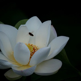 浐河边上的白荷花，