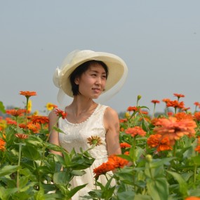 花似海，人如花－－－记楼观葵花花海