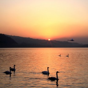 晨光中的天鹅湖