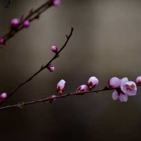 桃花盛开春光好