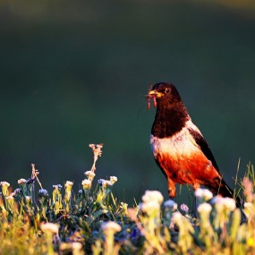 帕姆岭高原的鸟儿