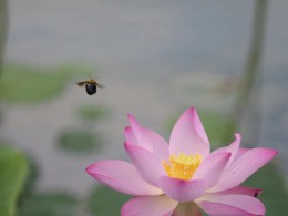 浐灞湿地公园的荷花