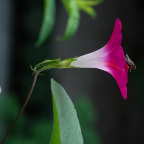 我家阳台上的牵牛花