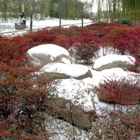 雪后小景—-那皑皑白雪映衬红叶朵朵美