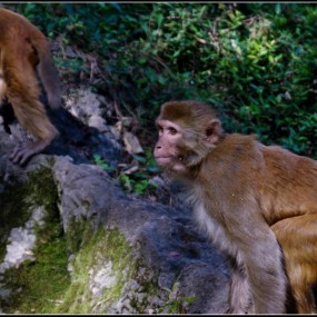 贵州行之黔灵公园猴子