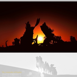 胡杨的沧桑-航海王基德