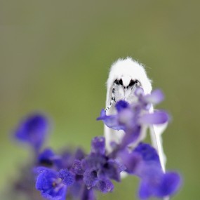 ——路边拍的小飞蛾——