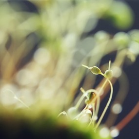 沾满水珠的小苔藓