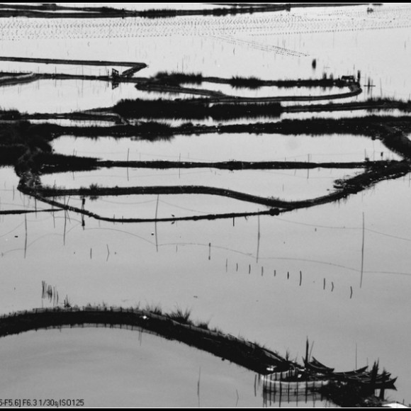 镜头里的美----鱼光曲