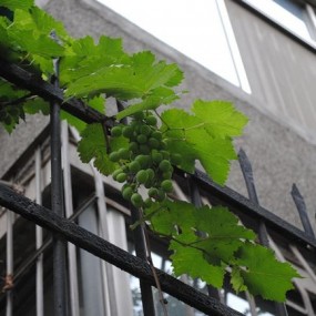 一串葡萄出墙来~