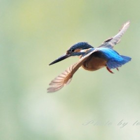 翠鸟悬停十三式