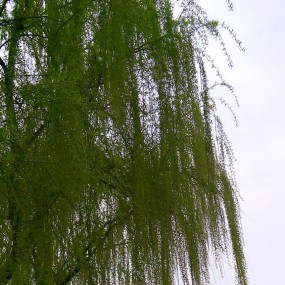 二月春风似剪刀（手机版）