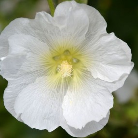 灞柳埀提风淡淡，婀娜天香云外飘