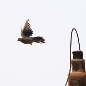 哈哈 原来是活的