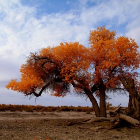 不屈的胡杨