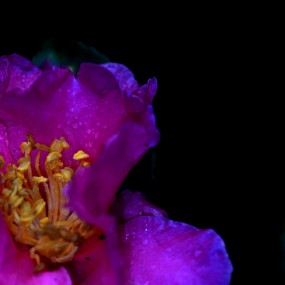 雨后茶梅也芬芳