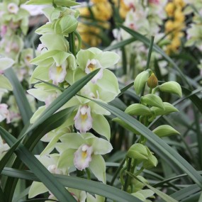 花花世界，春意盎然，请批评！