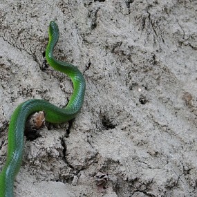 第一次看到这么绿的蛇（南郑县牟家坝）