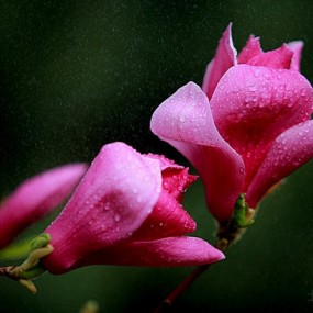 歪打正着 美丽的花儿