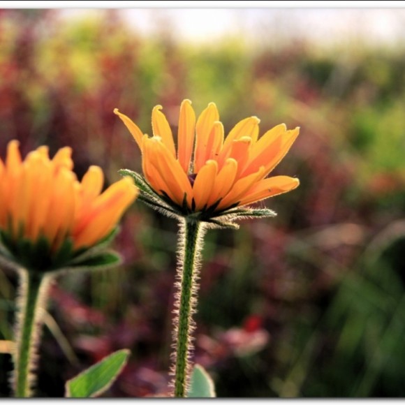 蒲城风光之卤阳湖