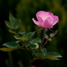 冬天里的蔷薇花