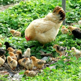 原生态鸡们