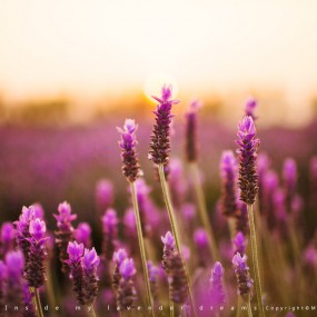 静等花开，知花语。