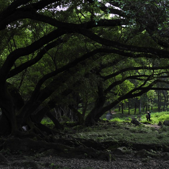 杨家溪古榕树群