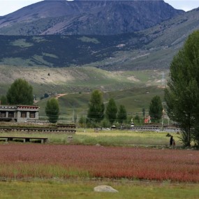 稻城美景惹人醉