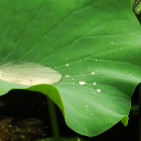 夏雨荷......请拍砖，期待中...